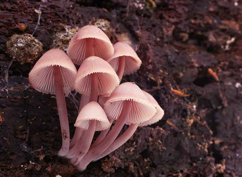 Mycena haematopus